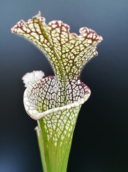 Sarracenia leucophylla  L20B MK   Baldwin County, Alabama