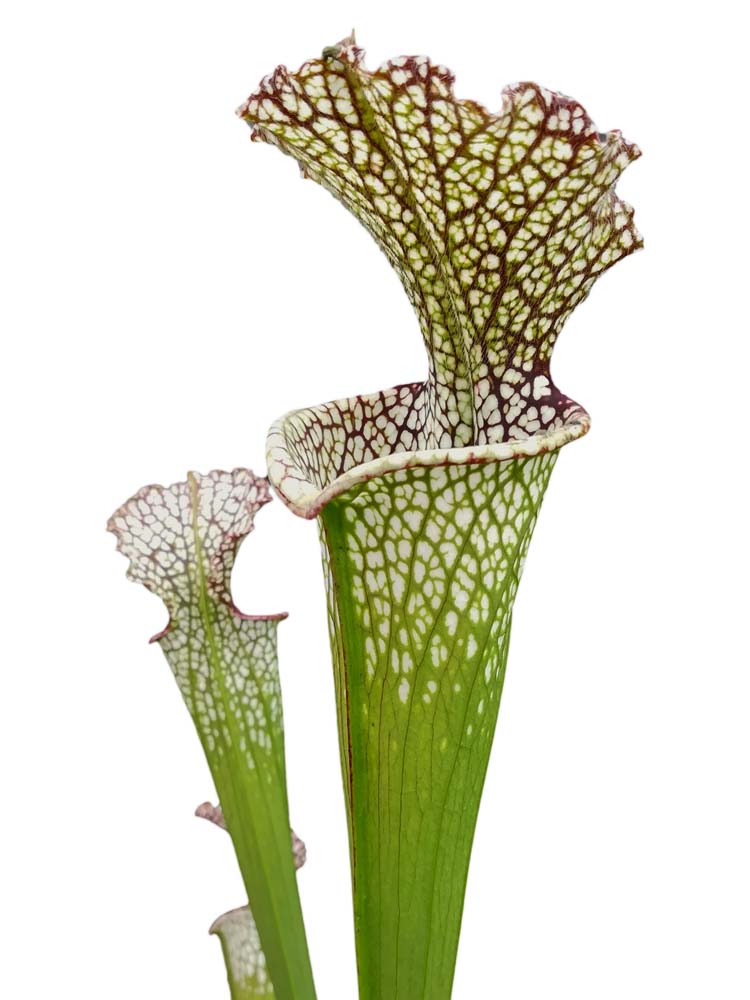 Sarracenia leucophylla  L20B MK   Baldwin County, Alabama