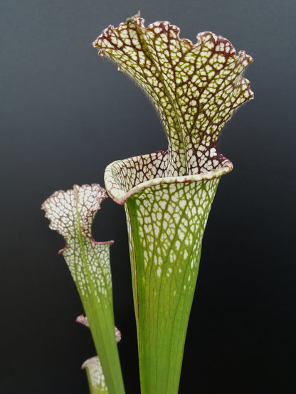 Sarracenia leucophylla  L20B MK   Baldwin County, Alabama