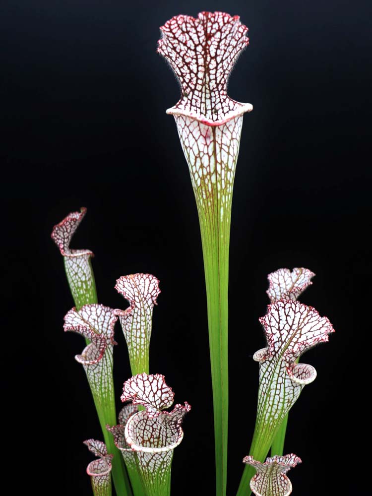 Sarracenia leucophylla Red & White  L23 MK