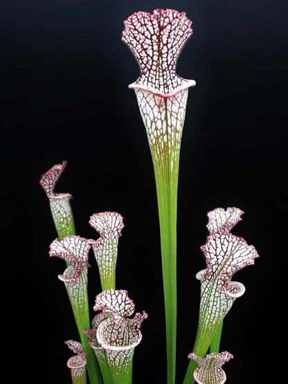 Sarracenia leucophylla Red & White  L23 MK