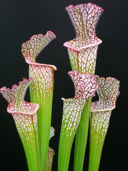 Sarracenia leucophylla L23 MK Red & White