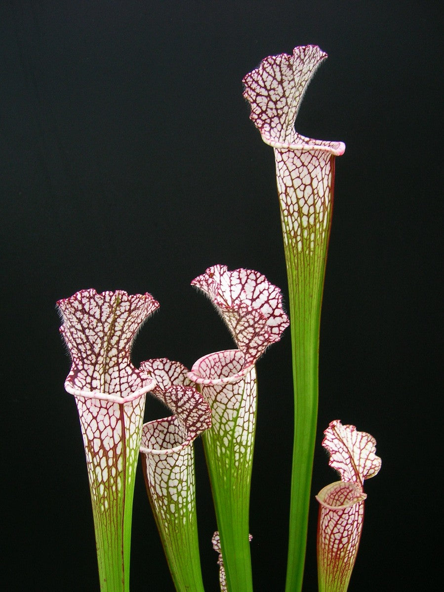 Sarracenia leucophylla Red & White  L23 MK