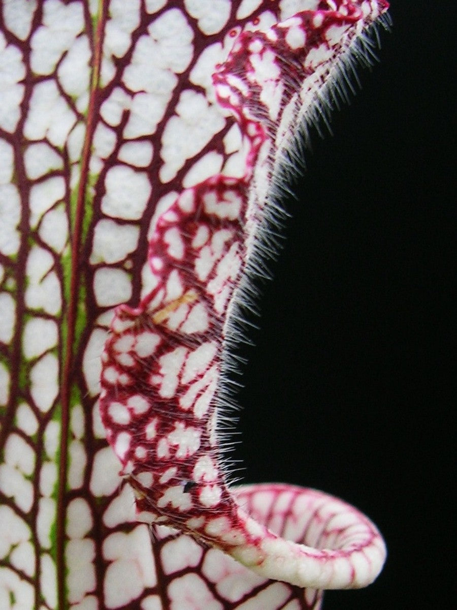 Sarracenia leucophylla Red & White  L23 MK