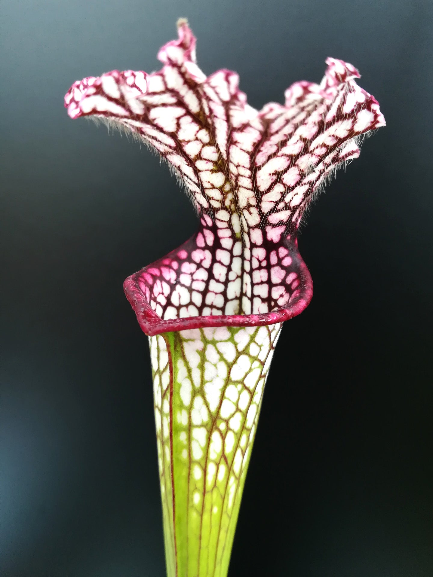 Sarracenia leucophylla  Red & White, Pink Lip  L25 MK