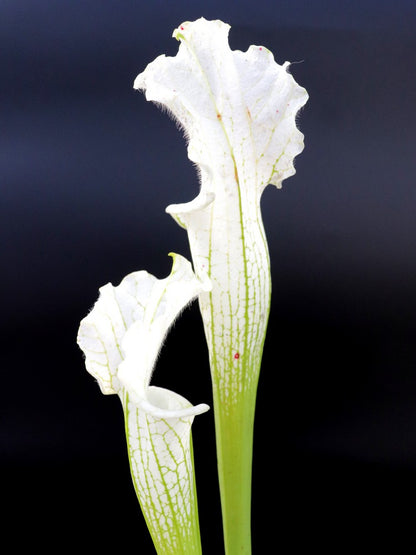 L2 GC  Sarracenia leucophylla var. alba  "Snowflake"