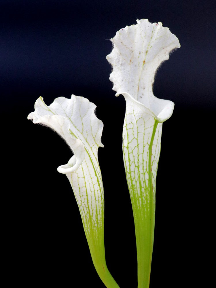 Leuco alba 'Snowflake' L2 GC x 'Leah Wilkerson' GC SEEDGROWN