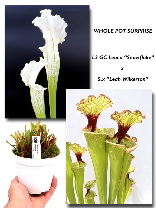 Leuco alba 'Snowflake' L2 GC x 'Leah Wilkerson' GC SEEDGROWN