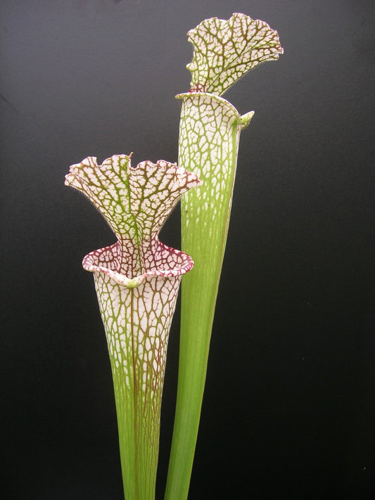 Sarracenia leucophylla " Giant " L30A Srba