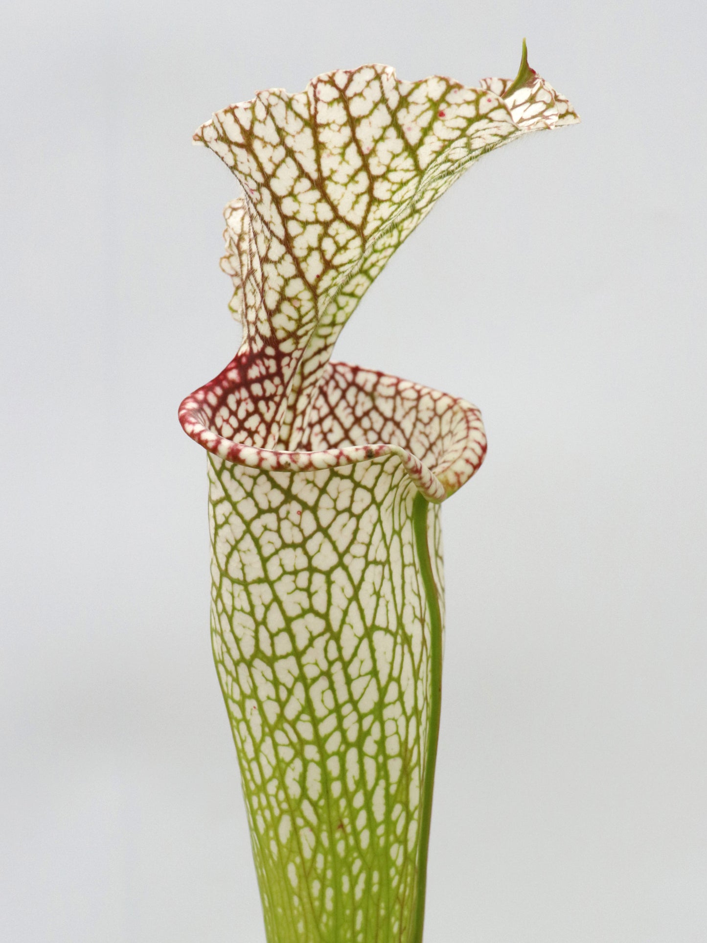 Sarracenia leucophylla " Giant " L30A Srba