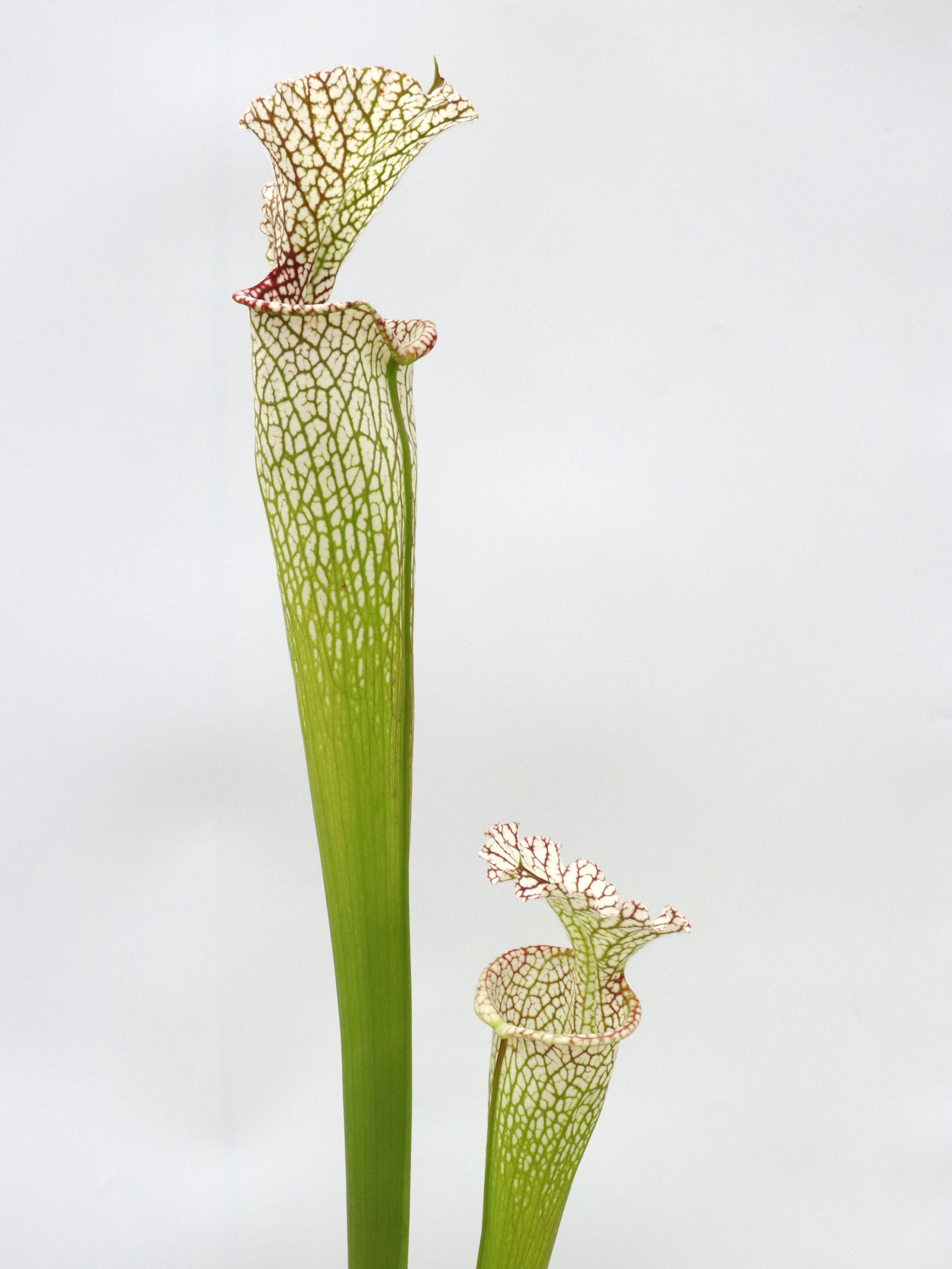 Sarracenia leucophylla " Giant " L30A Srba