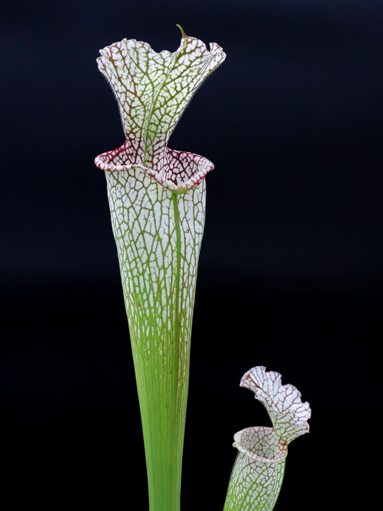 Sarracenia leucophylla " Giant " L30A Srba