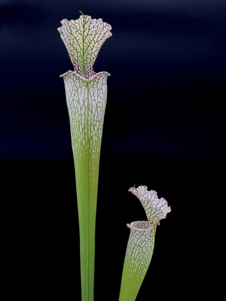 Sarracenia leucophylla " Giant " L30A Srba