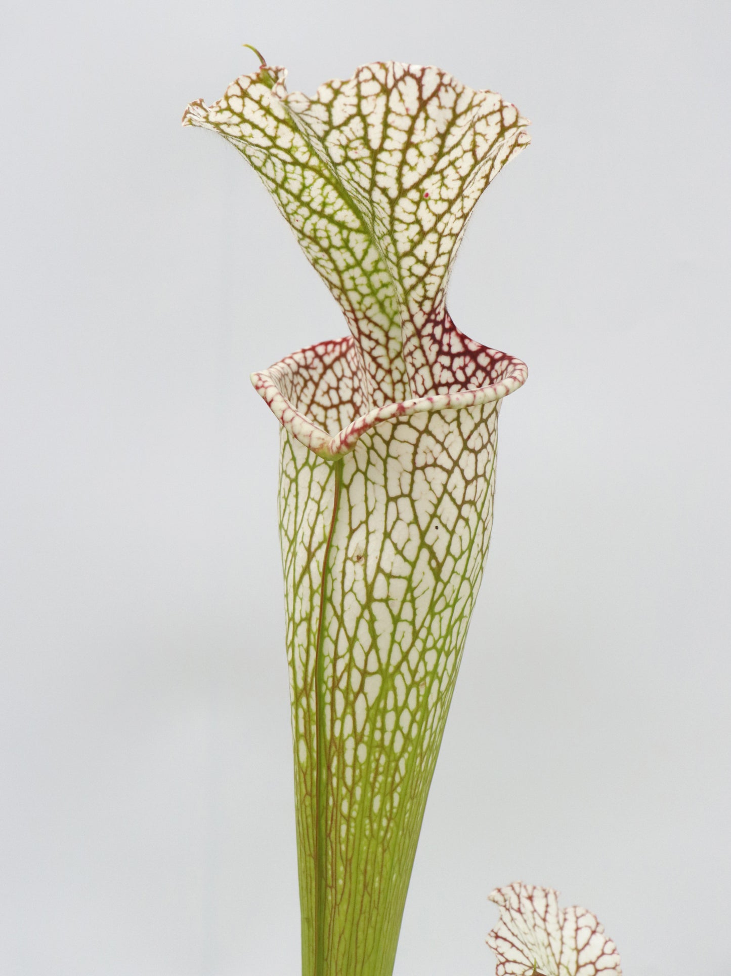Sarracenia leucophylla " Giant " L30A Srba
