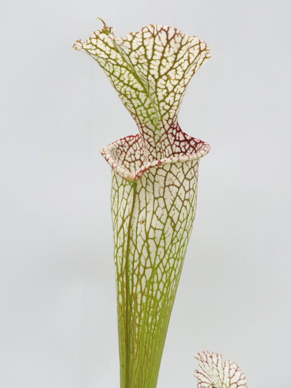 Sarracenia leucophylla " Giant " L30A Srba