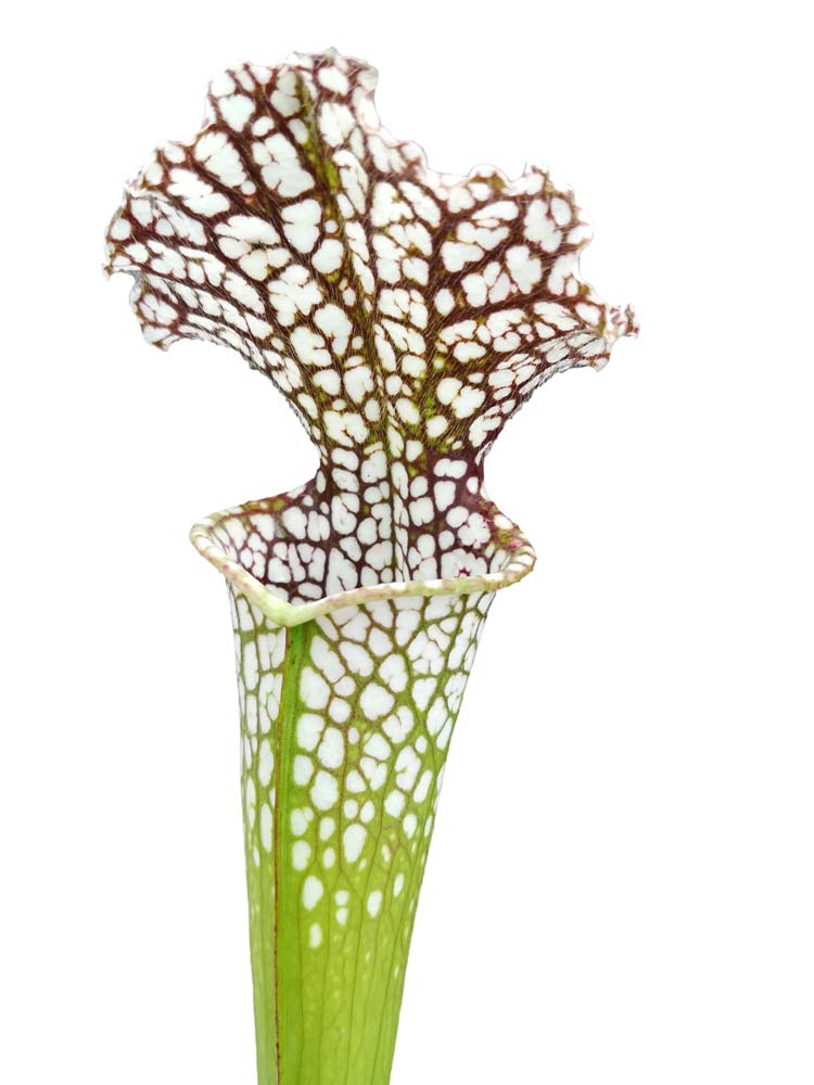 Sarracenia leucophylla L30 MK Rot &amp; Weiß, Viv Topham