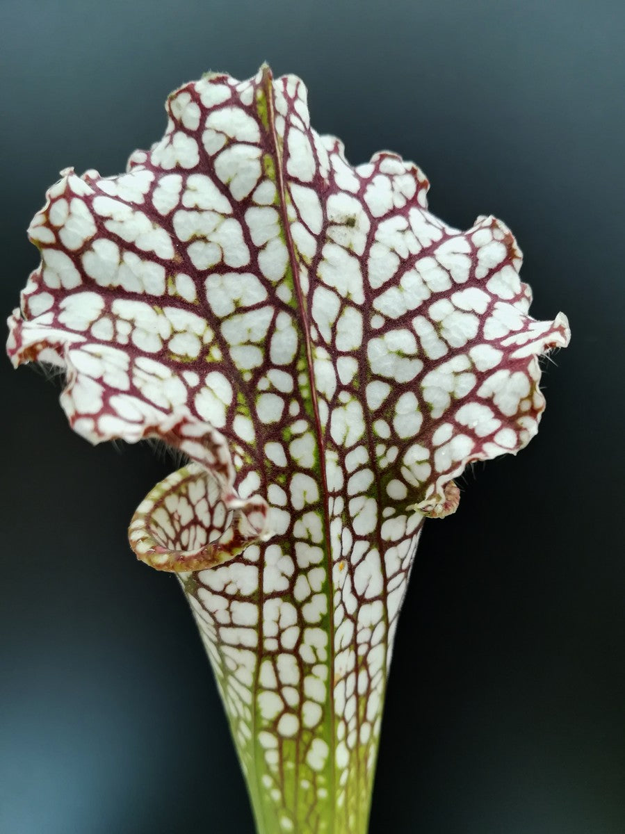Sarracenia leucophylla L30 MK Rot &amp; Weiß, Viv Topham