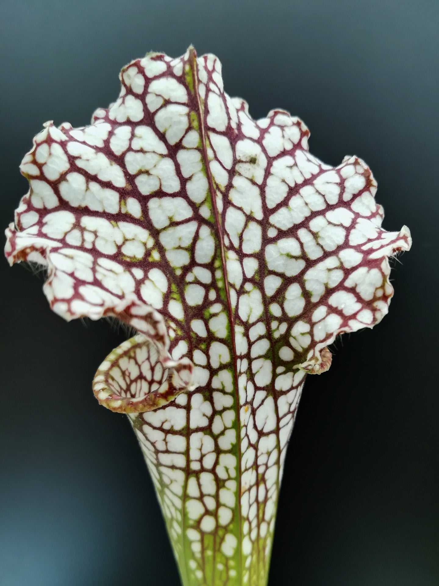 Sarracenia leucophylla  L30 MK Red and White, Viv Topham