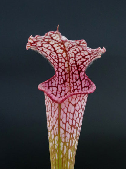 Sarracenia leucophylla L3C Y. Sarzi