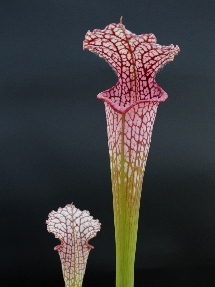 Sarracenia leucophylla L3C Y. Sarzi