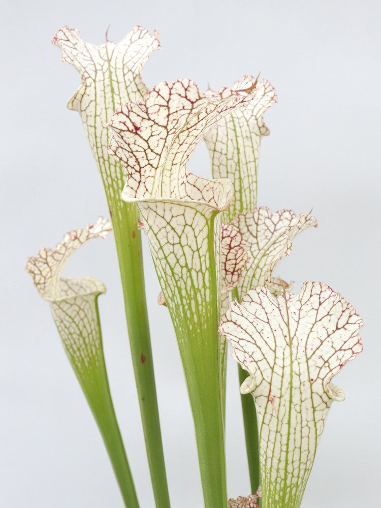 Sarracenia leucophylla L38 MK x L09 MK