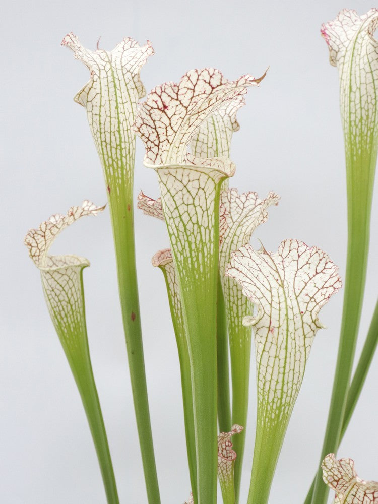Sarracenia leucophylla L38 MK x L09 MK