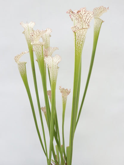 Sarracenia leucophylla L38 MK x L09 MK