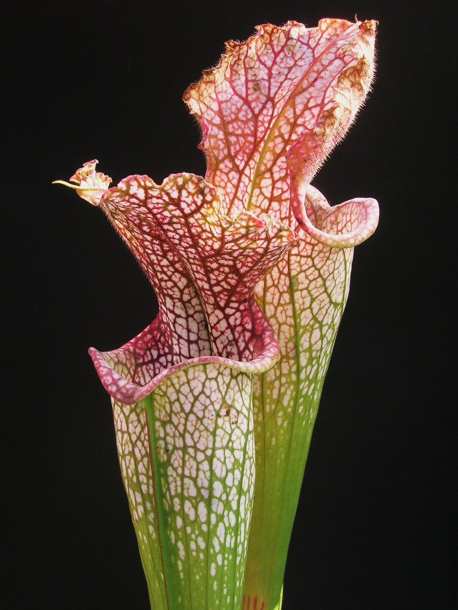 Sarracenia leucophylla  L39A MK Citronelle, Alabama