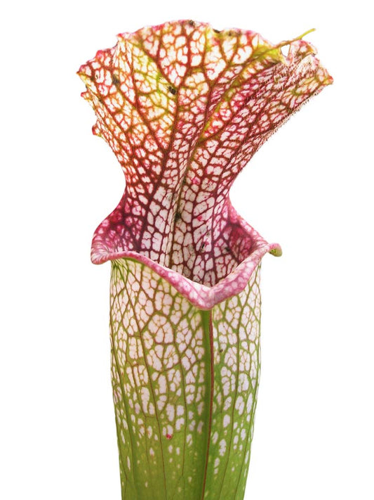 Sarracenia leucophylla L39A MK Citronelle, Alabama
