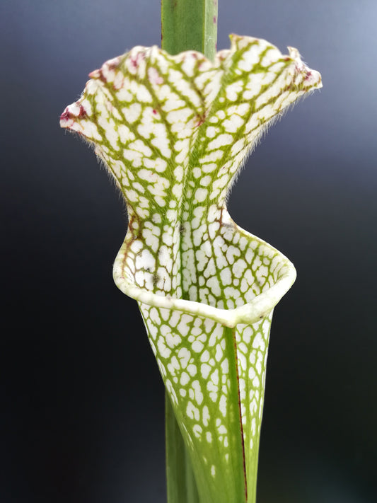 Sarracenia leucophylla   Red & White Citronelle, AL   L39B MK