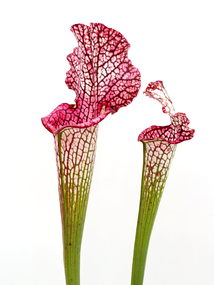 L3 GC  Sarracenia leucophylla "Viper"
