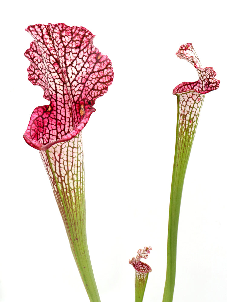 L3 GC  Sarracenia leucophylla "Viper"