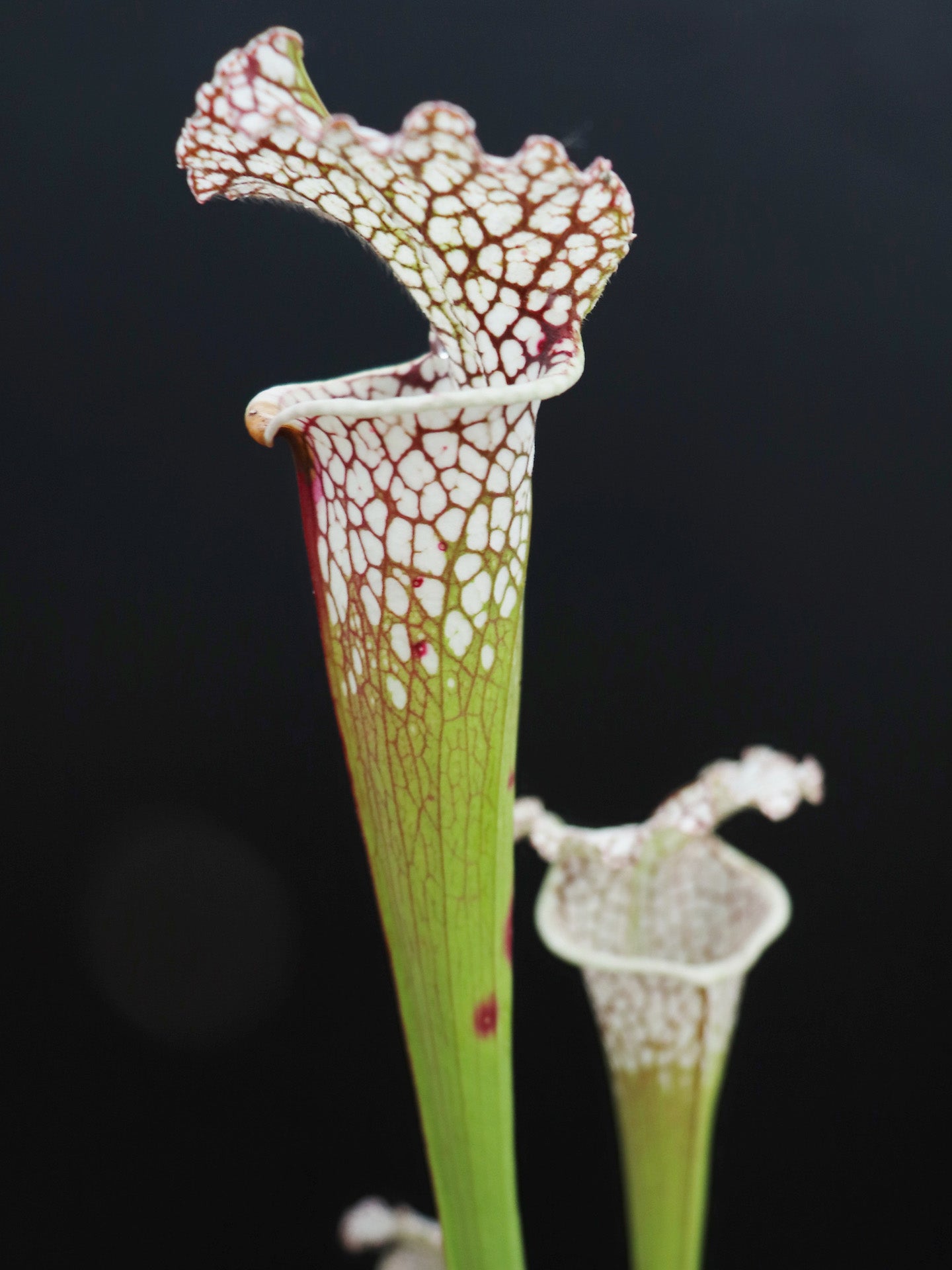 Sarracenia leucophylla 'Cronus' (Titan tm)  L47 MK