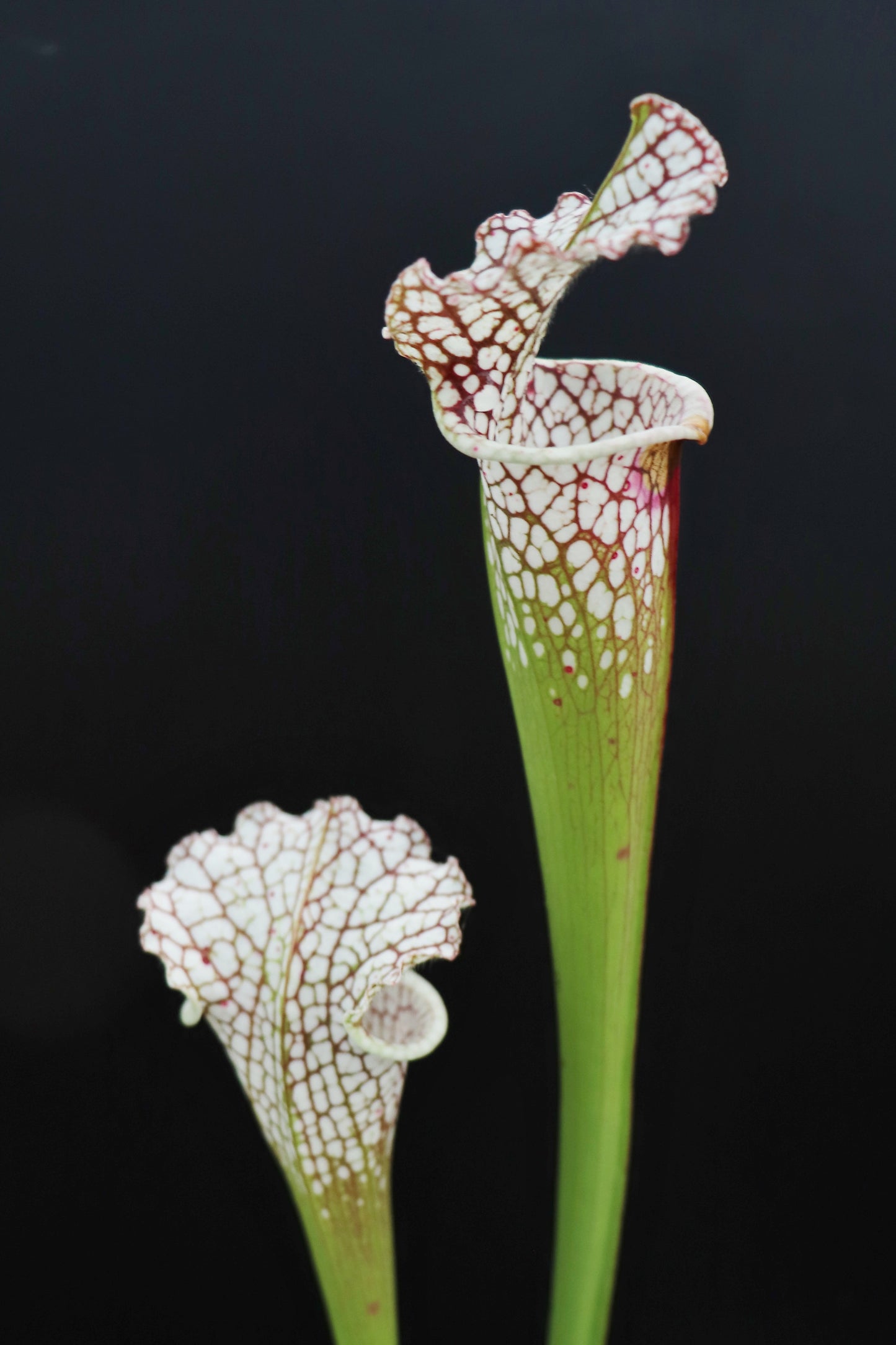 Sarracenia leucophylla 'Cronus' (Titan tm)  L47 MK