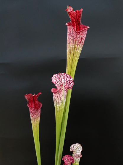 Sarracenia leucophylla "Pink tube" L53 MK
