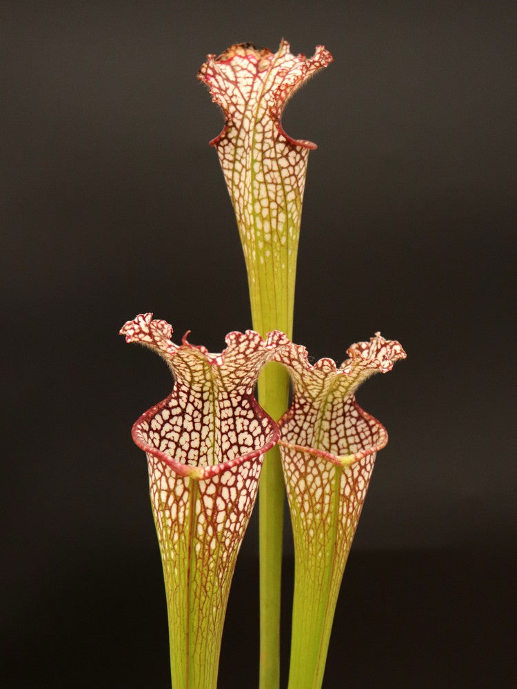Sarracenia leucophylla "Tarnok" Mutant Flower L55 MK