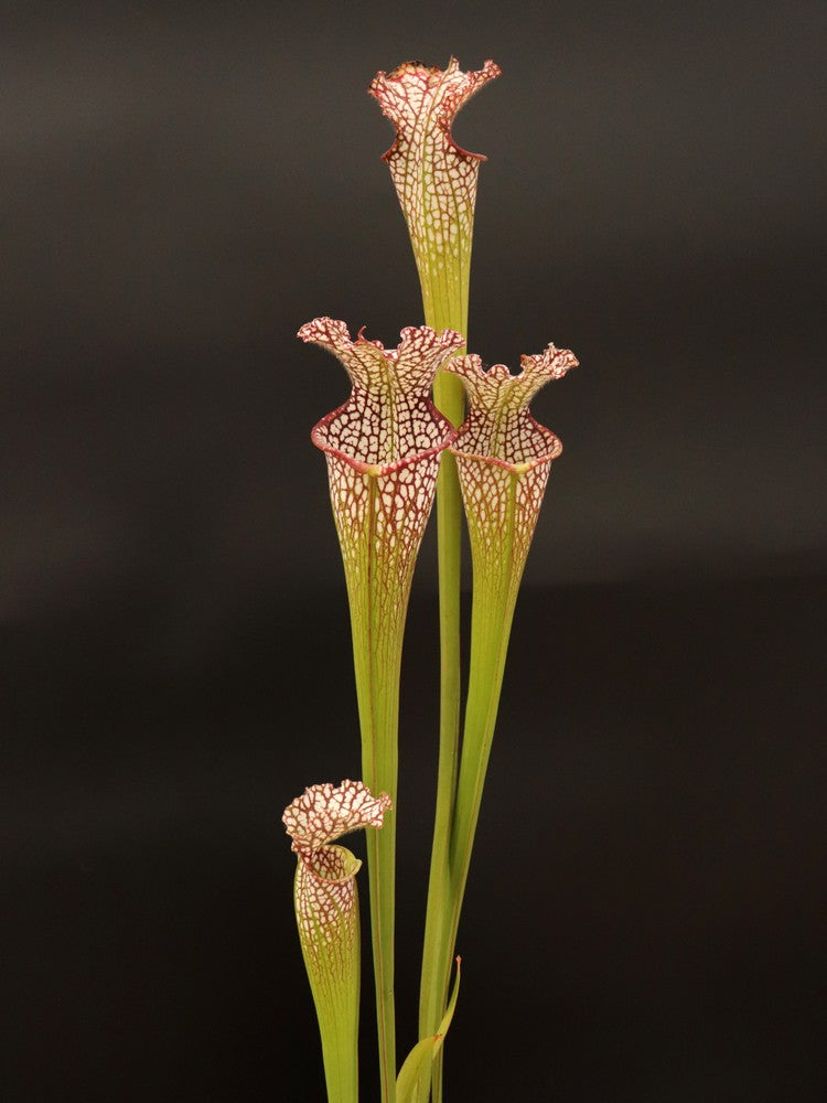 Sarracenia leucophylla "Tarnok" Mutant Flower L55 MK