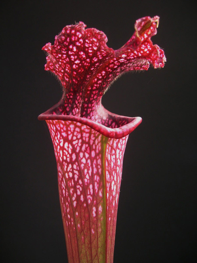 Sx „Jutathip Soper“ x Leucophylla „Burgundy“ L57 MK GC SEEDGROWN