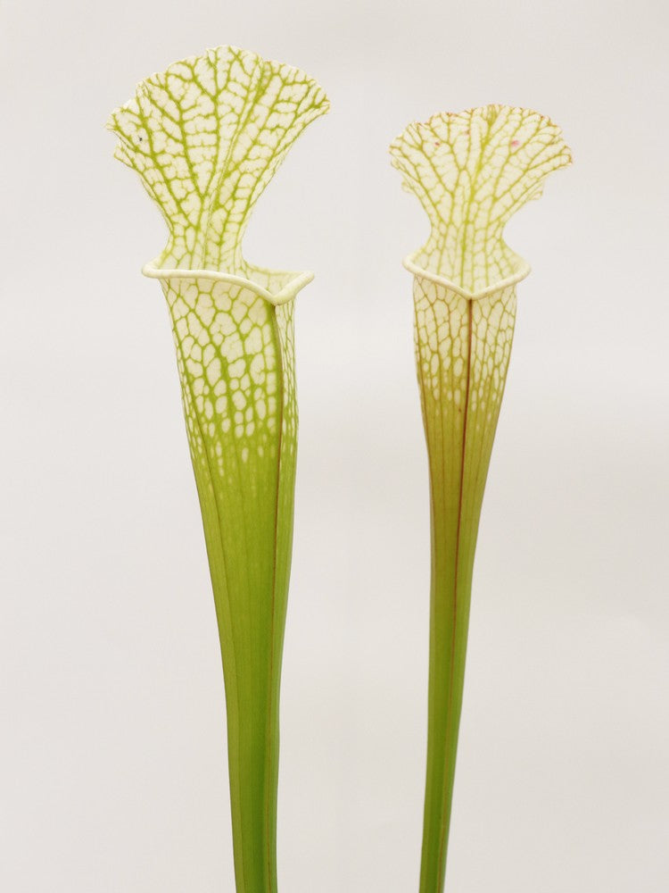 Sarracenia leucophylla Hurricane Creek White L58B MK