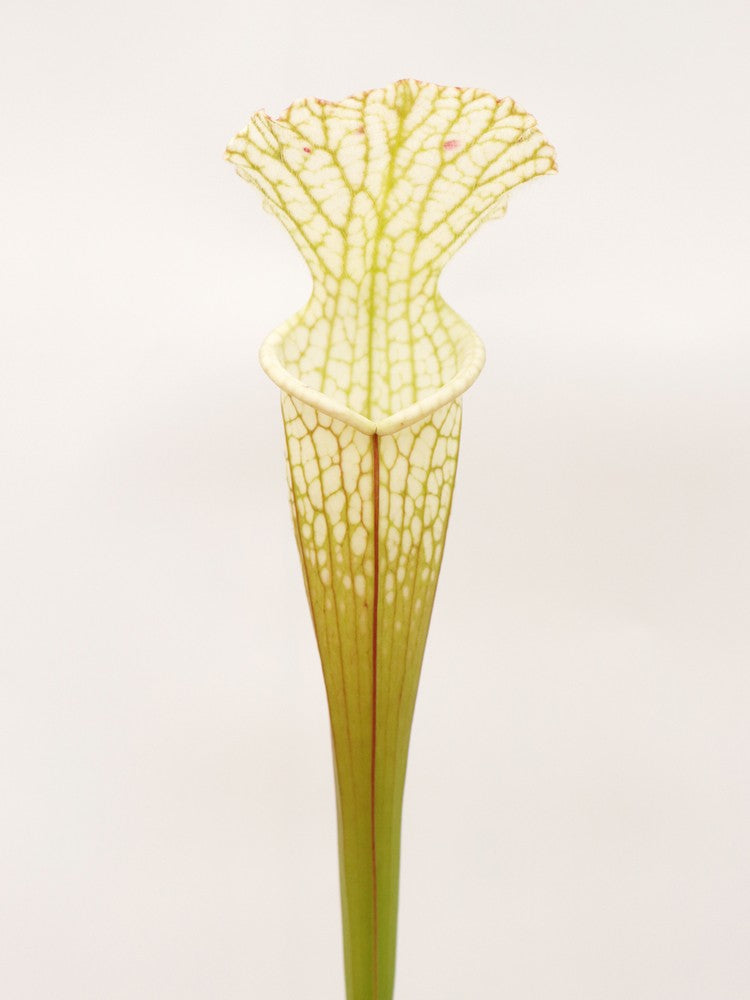 Sarracenia leucophylla Hurricane Creek White L58B MK