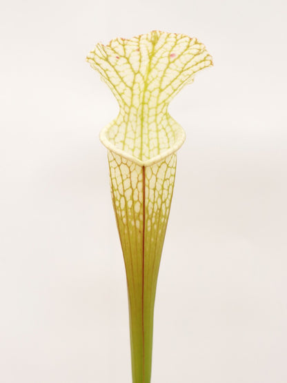 Sarracenia leucophylla Hurricane Creek White L58B MK