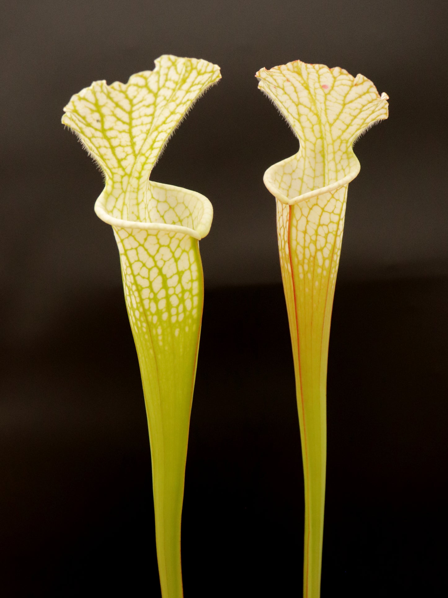 Sarracenia leucophylla Hurricane Creek White L58B MK