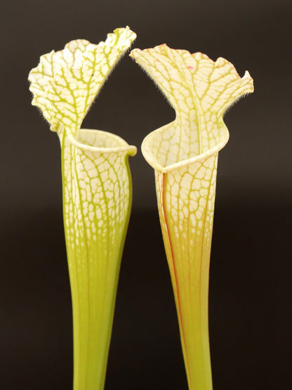 Sarracenia leucophylla Hurricane Creek White L58B MK