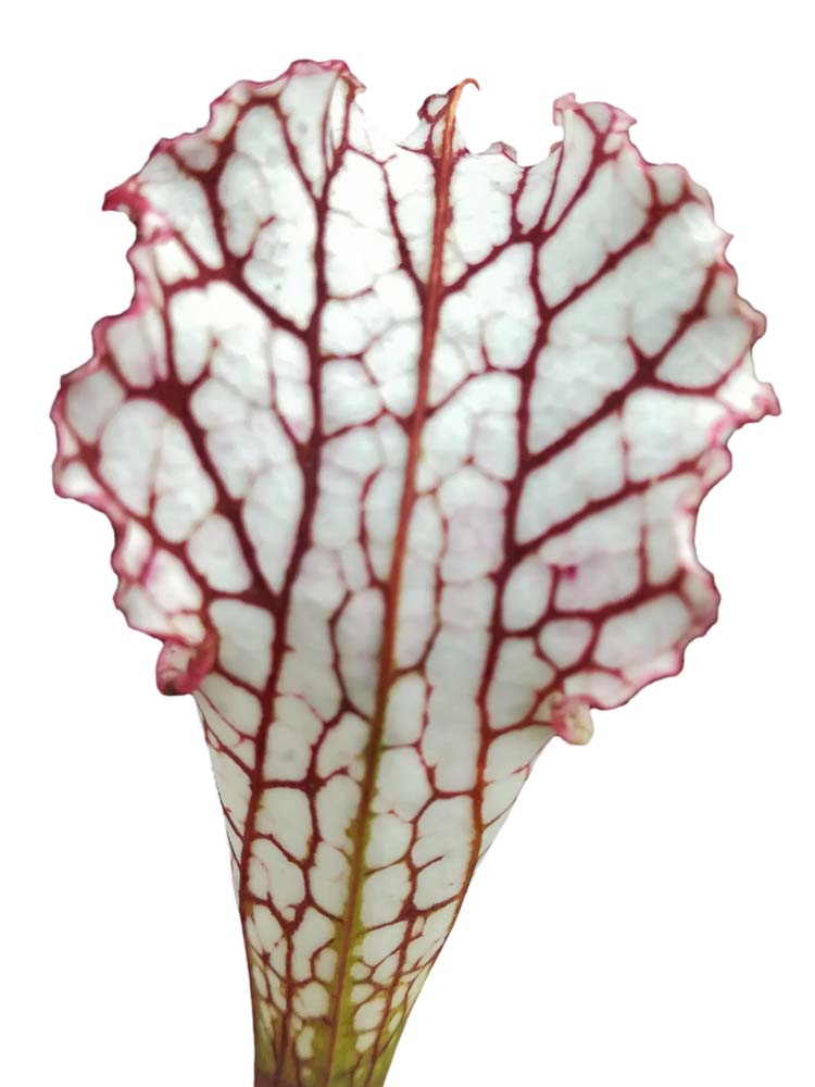 Sarracenia leucophylla  L62 MK   "Red & white" Very sparse veins