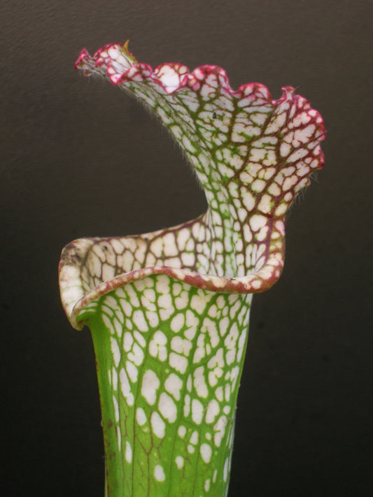 Sarracenia leucophylla  L63 MK  Green & white, Perdido. AL