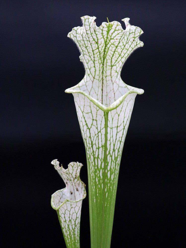 Sarracenia leucophylla L69 MK Yellow flowered form, Citronelle, AL.W