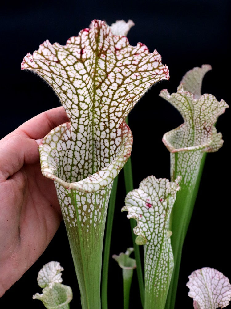 L6 GC  Sarracenia leucophylla "Reptile"