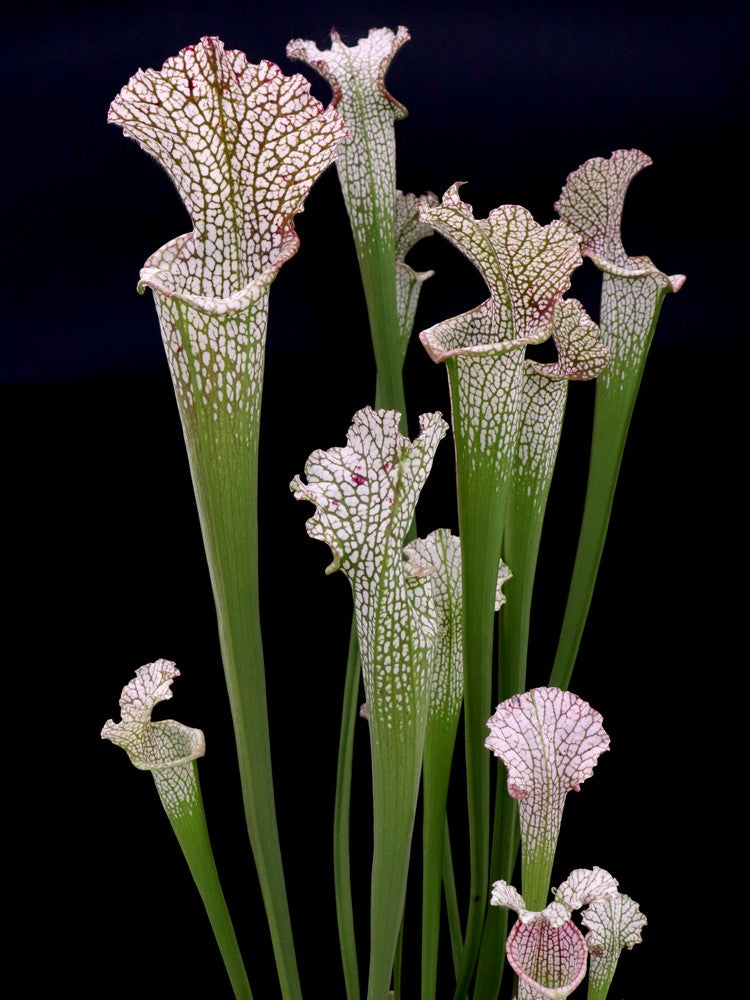 L6 GC  Sarracenia leucophylla "Reptile"