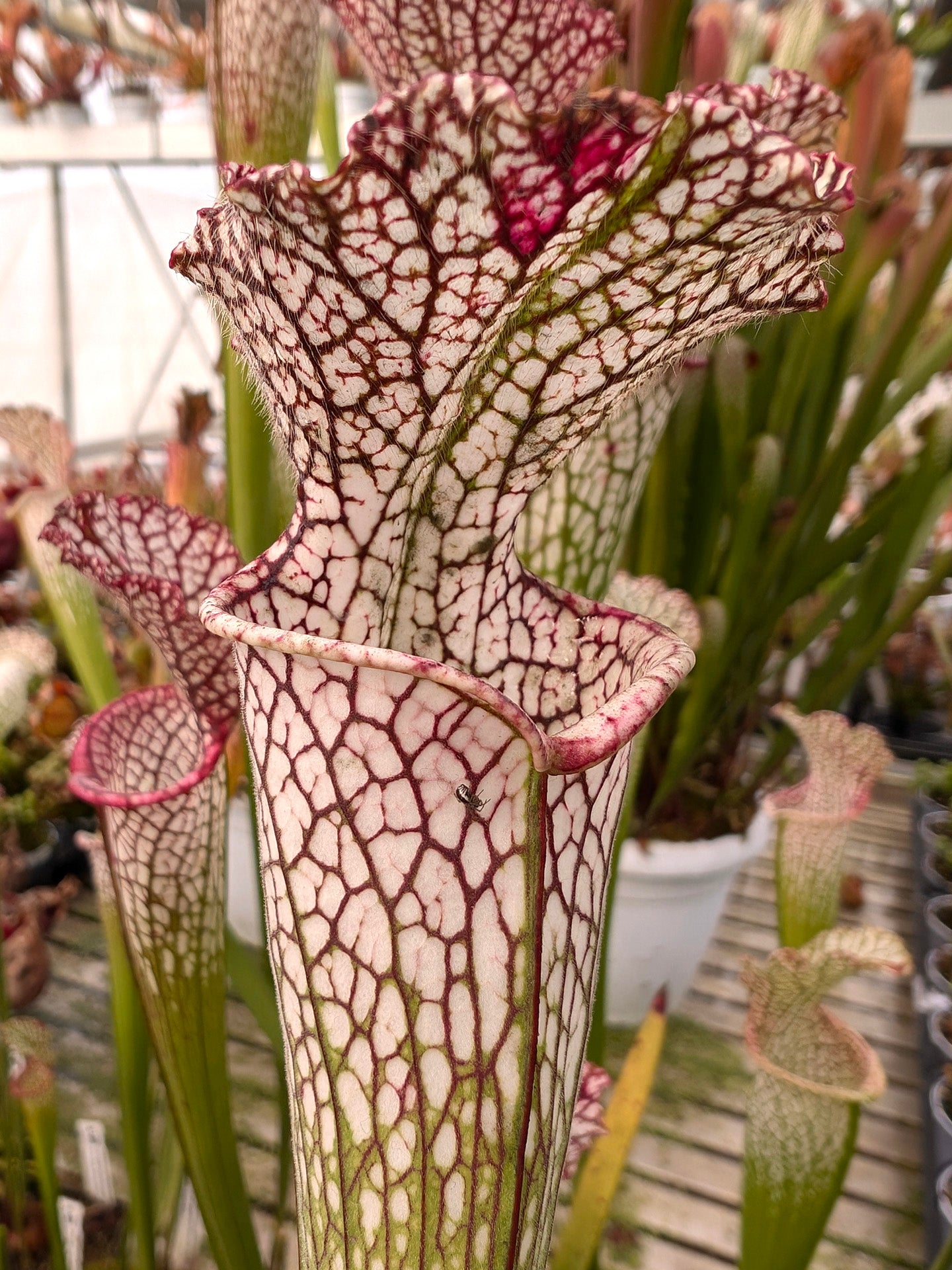 Sarracenia leucophylla "Pubescent form" L71 MK