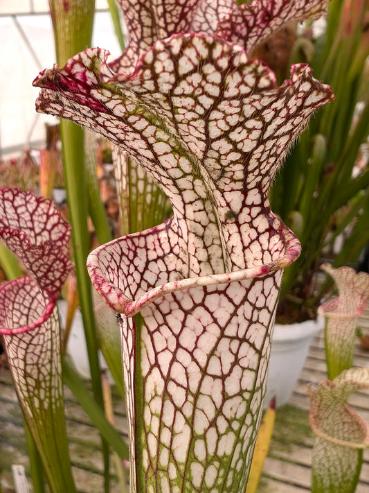 Sarracenia leucophylla "Pubescent form" L71 MK